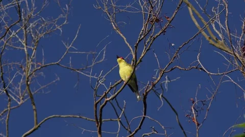 Australasian Figbird Perched in a Tree. Stock Footage 246364634