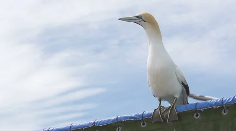 Australasian Gannet  스톡 동영상 44619616