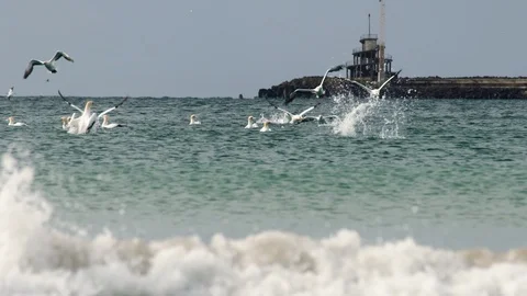 Australasian Gannets diving and feeding in the Southern Ocean. Stock Footage 86608440