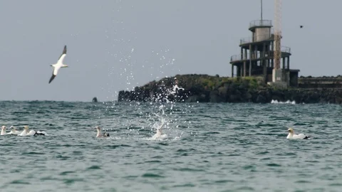 Australasian Gannets diving and feeding in the Southern, Australia Stock Footage 86623042