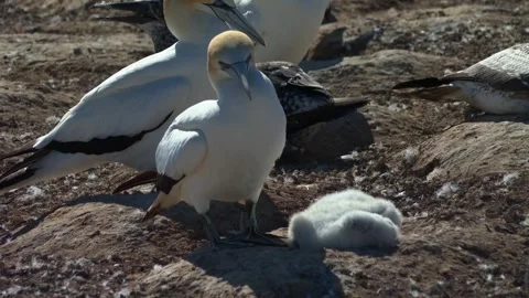 Australasian Gannets (Morus serrator) At A Breeding Colony In Cape Kidnappers Stock Footage 335018984
