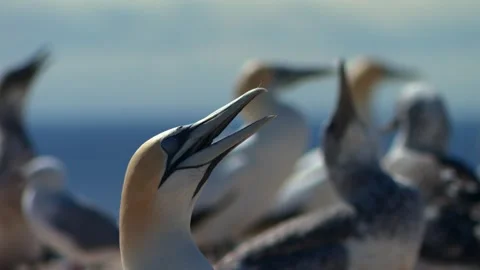 Australasian Gannets (Morus serrator) At Cape Kidnappers (Te Kauwae-a-Māui) In Stock Footage 336417162