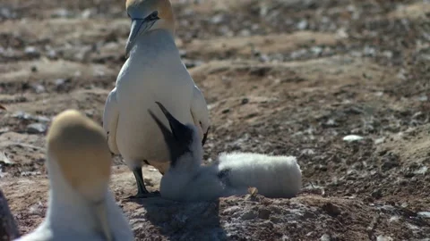 Australasian Gannets With Young Ones In Cape Kidnappers, New Zealand. Close-up Stock Footage 336417237