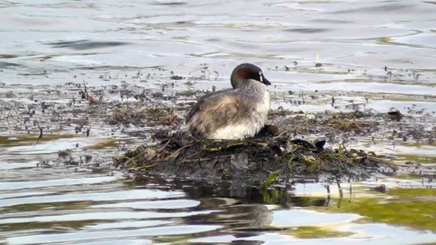 An Australasian Grebe Settling on its Nest Stock Footage 89458556