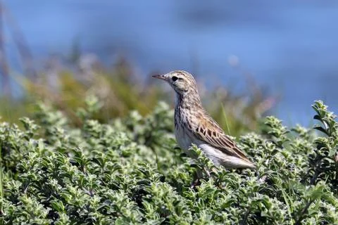Australasian Pipit  Foto stock