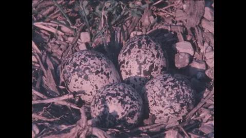 AUSTRALIA 1950s: A close-up view of four speckled eggs nestled in a natural nest Stock Footage 301542506