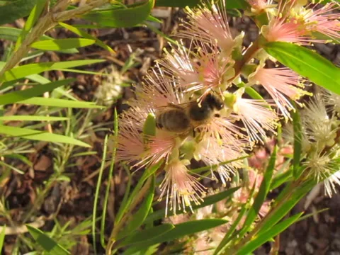 AUSTRALIA-BEE-BOTTLEBRUSH 1 Stock-Footage 1000559