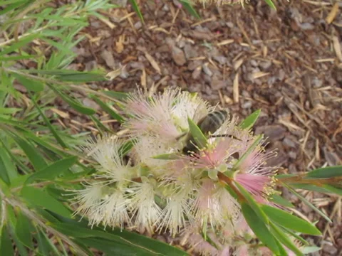 AUSTRALIA-BEE-BOTTLEBRUSH 2 Vídeo Stock 1000592