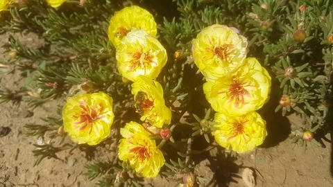 AUSTRALIA-BEES-FLOWERS Stock-Footage 124936049