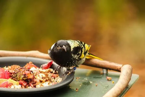 Australia Bird Stock Photos