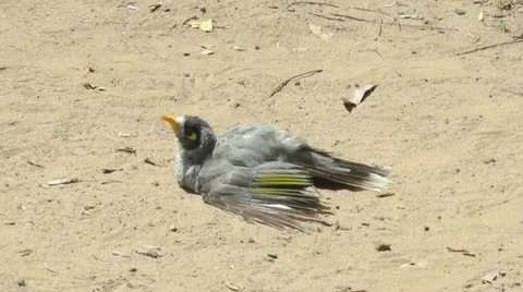 Australia - birds cooling down 動画素材 14808580