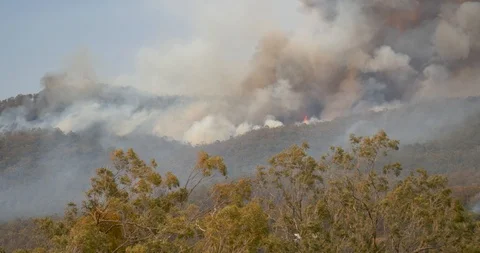 Australia Bush Fire extreme smoke visible flames burning gum trees Stock Footage