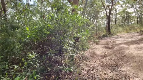 Australia bush track Stock Footage 211003328