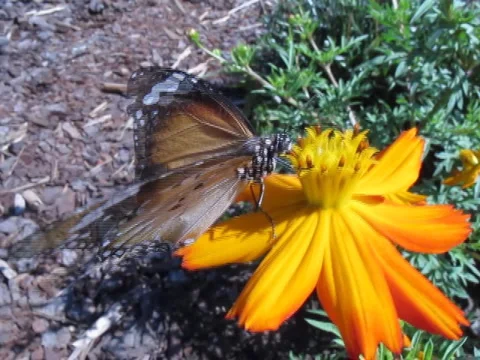 AUSTRALIA-BUTTERFLY-FLOWER 1 Stock Footage 1080038