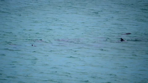 Australia, byron bay,  dolphins Stock Footage 149969439