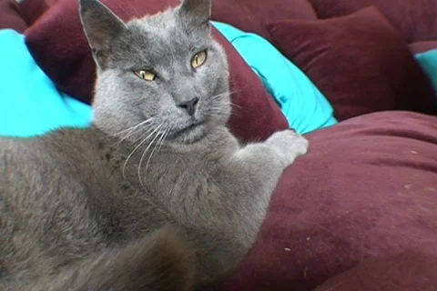 AUSTRALIA-CAT 2 Vidéo 278500