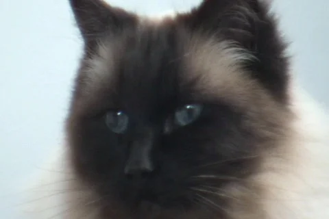 AUSTRALIA-CAT 3 Stock-Footage 279548