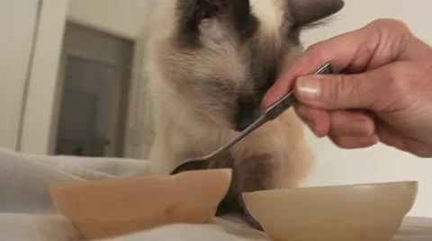 AUSTRALIA-CAT 7-EAT Stock Footage 998085