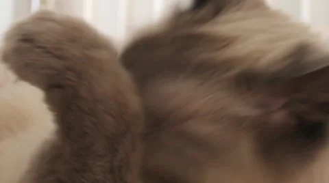 AUSTRALIA-CAT 9 Vidéo 996966