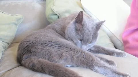 AUSTRALIA-CAT-BURMESE 1 Stock-Footage 11013985