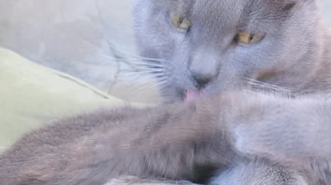 AUSTRALIA-CAT-BURMESE 2 Stock Footage 11014120