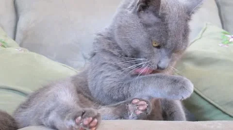 AUSTRALIA-CAT-BURMESE 3 Vídeo Stock 11016692