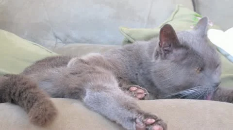 AUSTRALIA-CAT-BURMESE 4 Stock-Footage 11014744