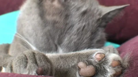 AUSTRALIA-CAT CLEANING 1 Stock-Footage 7747736