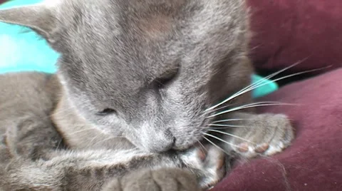 AUSTRALIA-CAT CLEANING 2 Vidéo 7747741