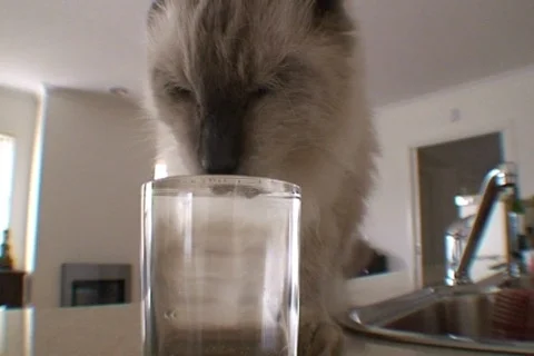 AUSTRALIA-CAT-DRINK 1 Stock Footage 720460
