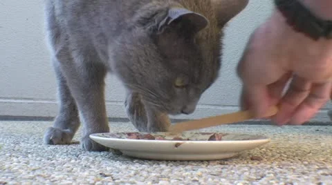 AUSTRALIA-CAT-EATING 26 Stock Footage 12615014