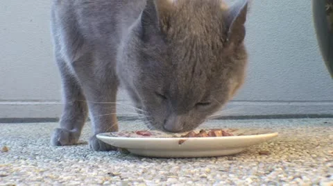 AUSTRALIA-CAT-EATING 27 Stock-Footage 12615360