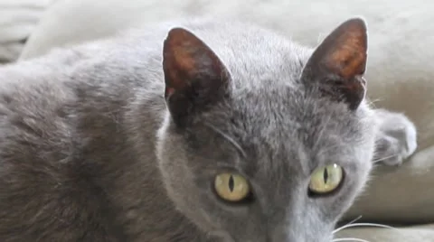 AUSTRALIA-CAT8 Stock-Footage 991469