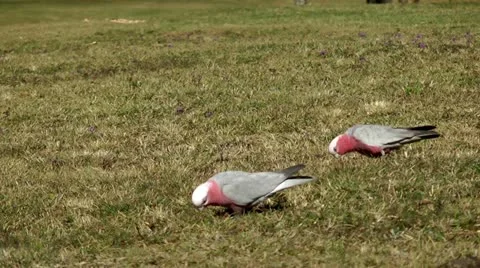 Australia - Cockatoo Stock Footage 11910323