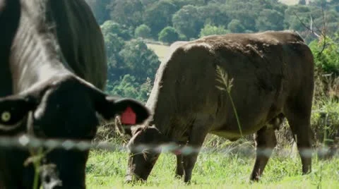 AUSTRALIA - Cows in a field Видео 10961142