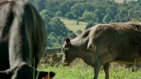 AUSTRALIA - Cows in a field Stock Footage 10961395