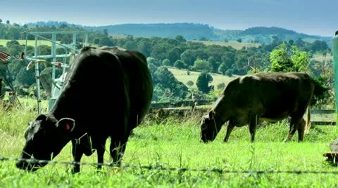 AUSTRALIA - Cows in a field Stock Footage 10962076