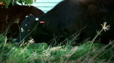AUSTRALIA - Cows in a field Stock Footage 10962352