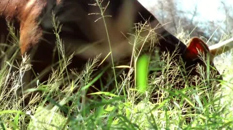 AUSTRALIA - Cows in a field Stock Footage 10962833