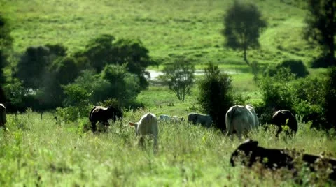 AUSTRALIA - Cows Stock Footage 10574906