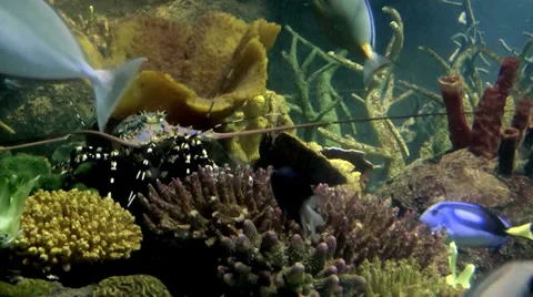 Australia - crayfish Stock Footage 39588587