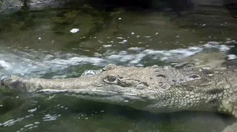 Australia - Crocodile Stock Footage 39514862