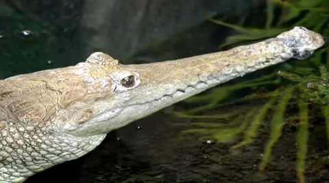 Australia - Crocodile Stock Footage 39588671