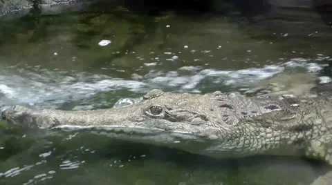 Australia - Crocodile Stock Footage 39588701