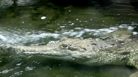 Australia - Crocodile Vídeo Stock 39588730