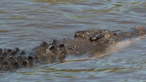 Australia Crocodile Stock Footage 83372827