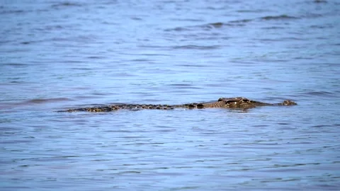 Australia  crocodile Stock Footage 149928039