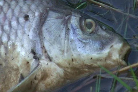 AUSTRALIA-DEAD FISH 1 Stock Footage 576823