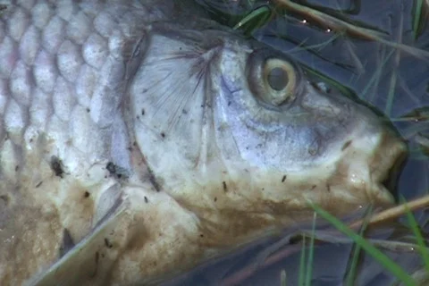 AUSTRALIA-DEAD FISH 2 Stock Footage 576854