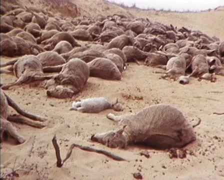 Australia, Devastating Drought: Dead Sheep and Barren Soil (1982) Stock Footage 61378187